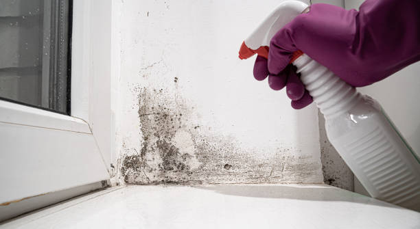 Best Basement water damage restoration  in USA